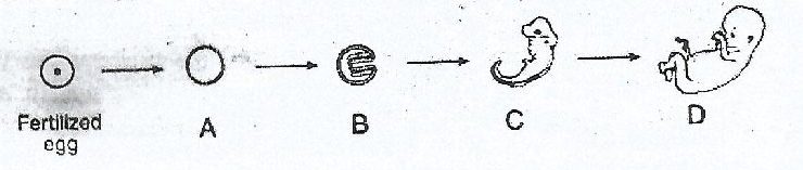 Figure from the exam paper