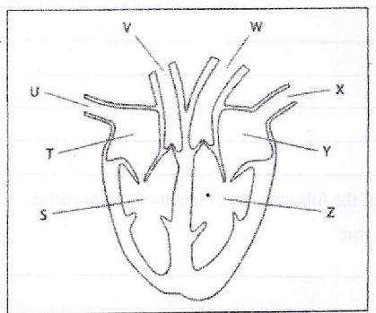 Figure from the exam paper