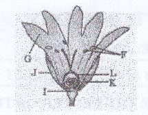 Sawir ka mid ah warqadda imtixaanka